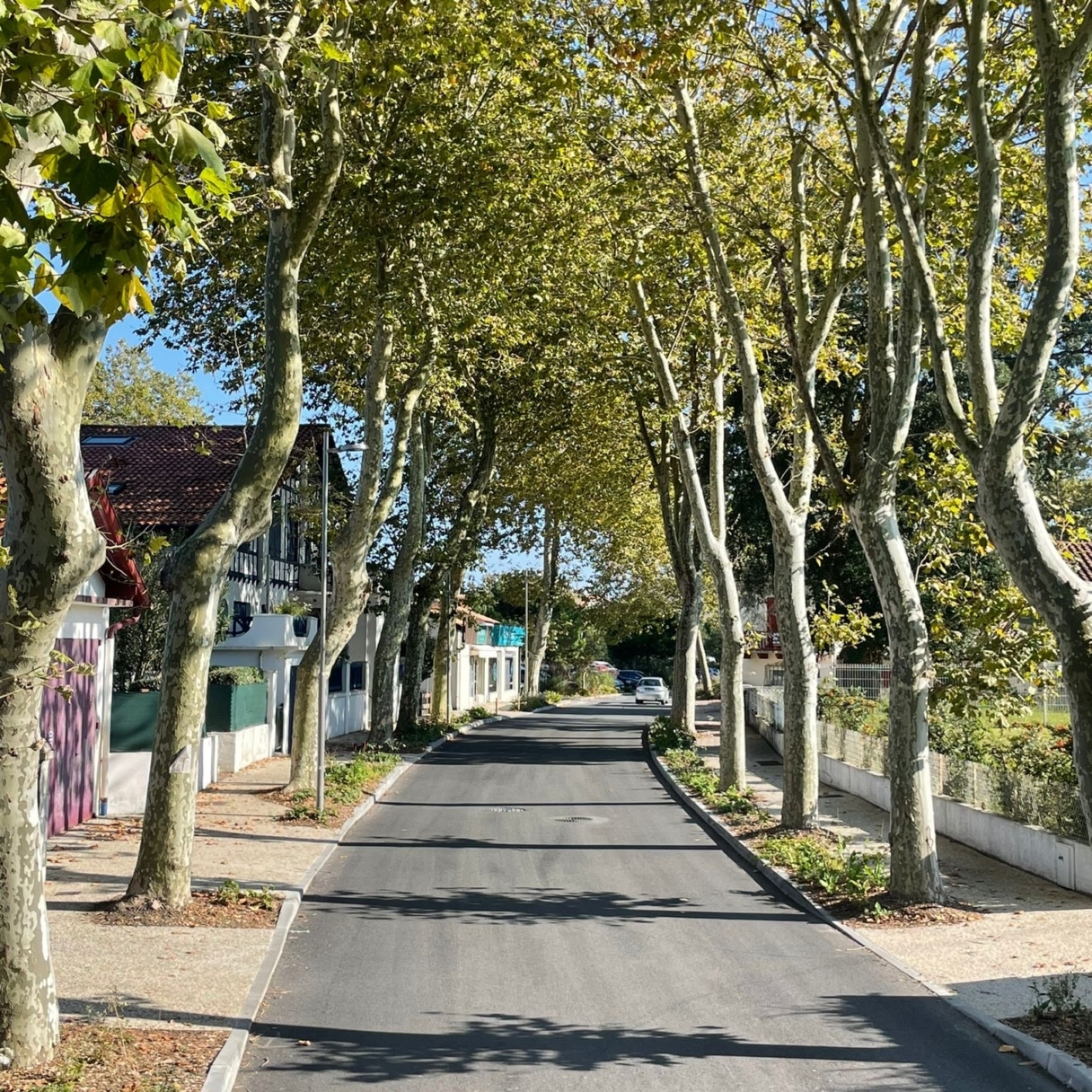 capbreton junqua fini (2)