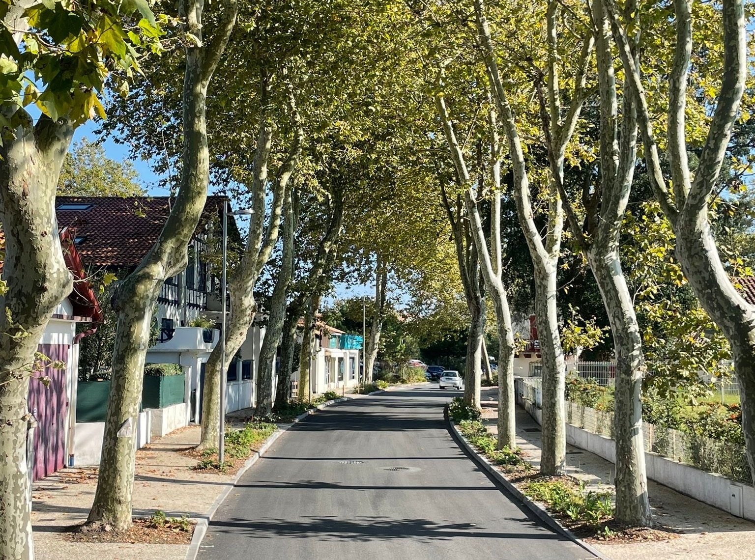 capbreton junqua fini (2)