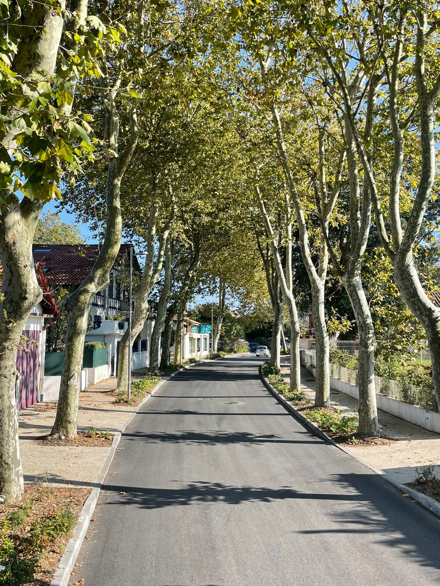 capbreton junqua fini (2)